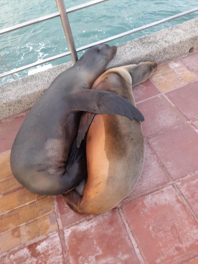 El Paraiso Puerto Ayora (Galapagos Islands)